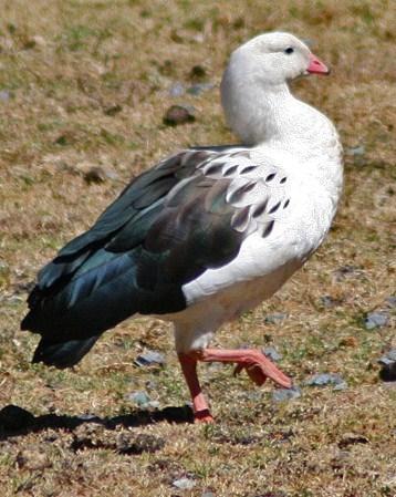 Andean Goose Photo by Sheridan Coffey