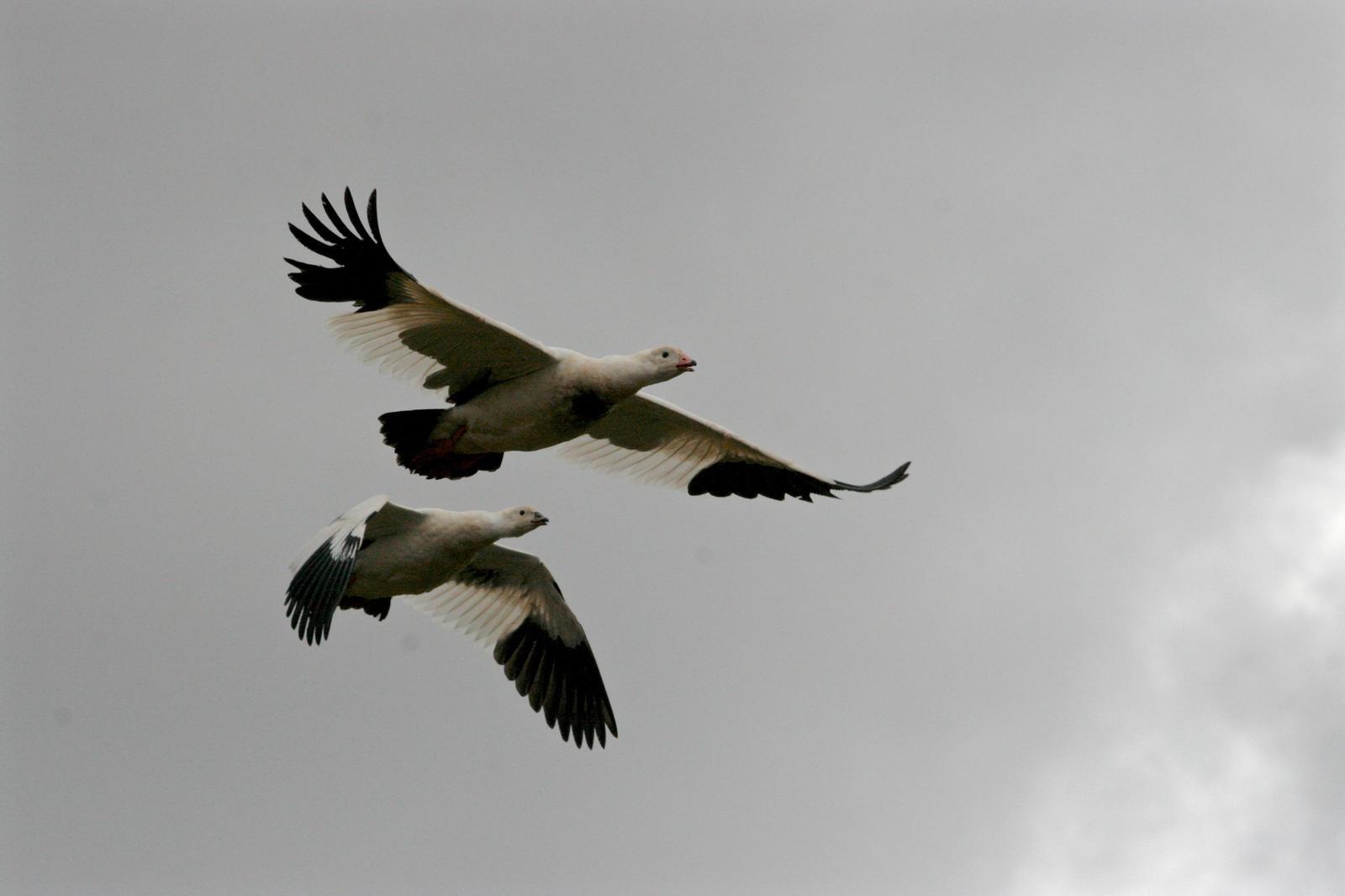 Andean Goose Photo by Oscar Johnson