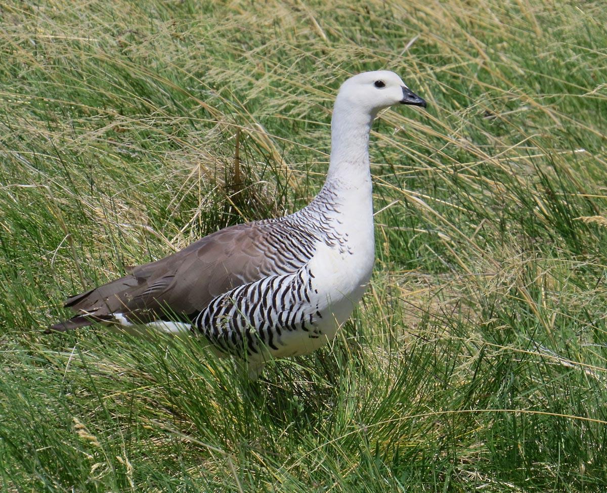 Upland Goose Photo by Peter Boesman