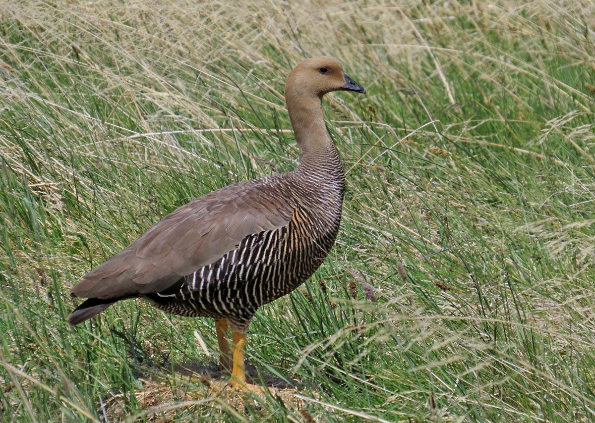 Upland Goose Photo by Peter Boesman