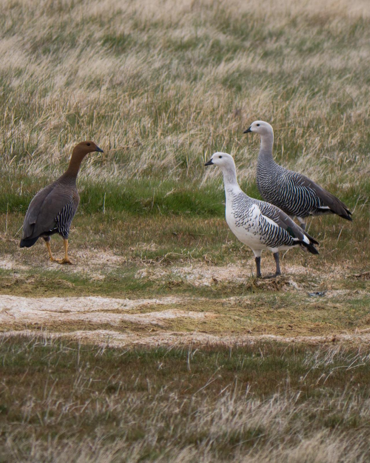 Upland Goose Photo by Randy Siebert
