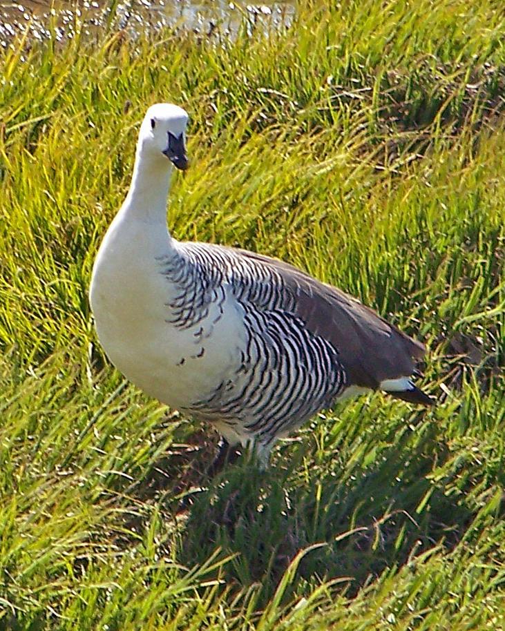 Upland Goose (White-breasted) Photo by Robert Polkinghorn