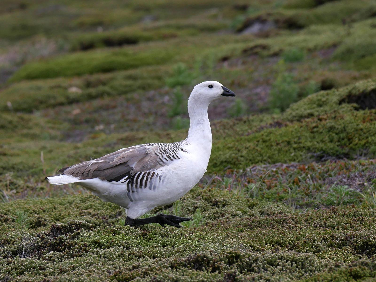 Upland Goose (White-breasted) Photo by Peter Lowe