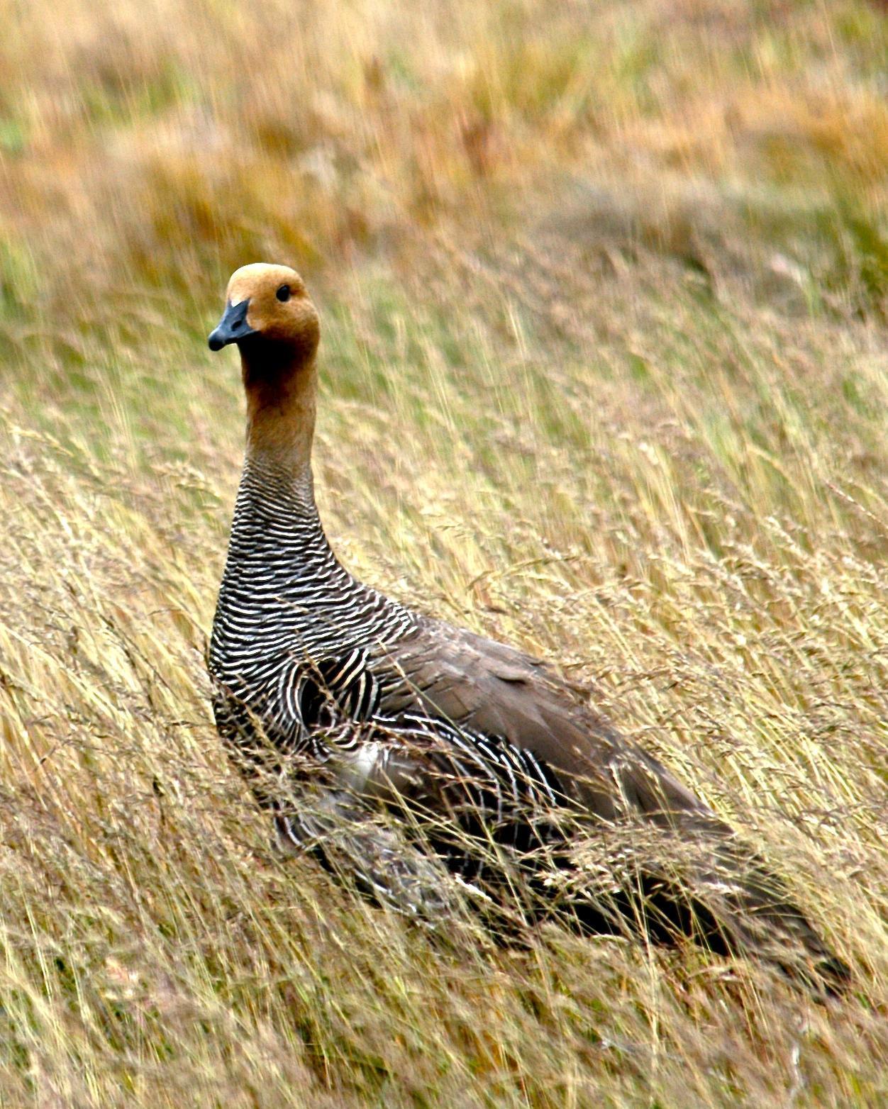 Upland Goose (White-breasted) Photo by Gerald Friesen