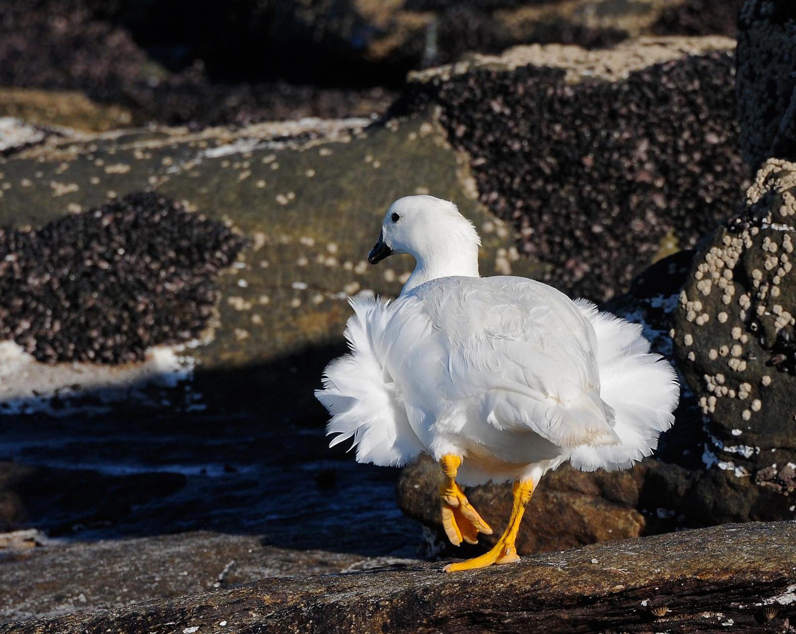 Kelp Goose Photo by marion dobbs