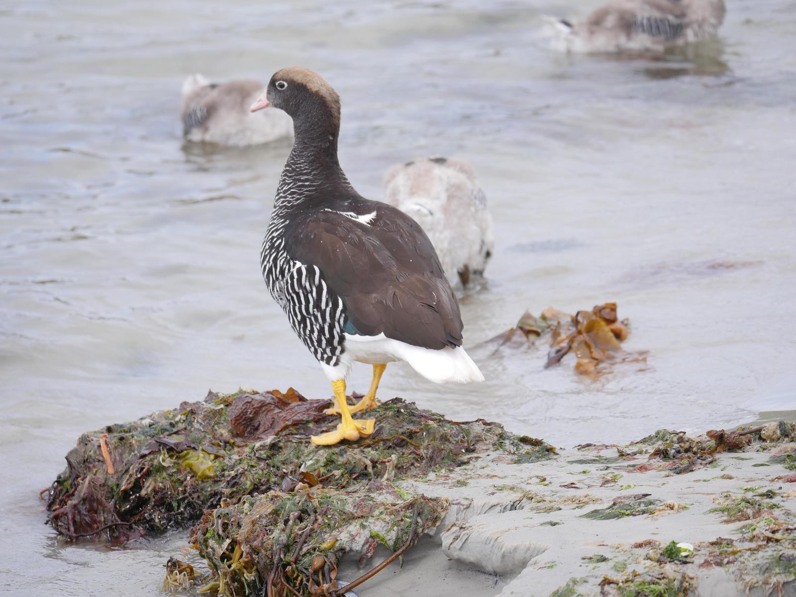 Kelp Goose Photo by Peter Lowe