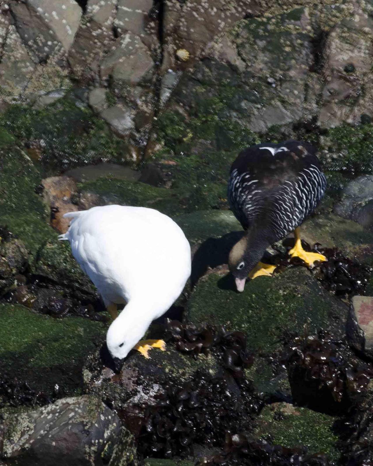 Kelp Goose Photo by Bob Hasenick