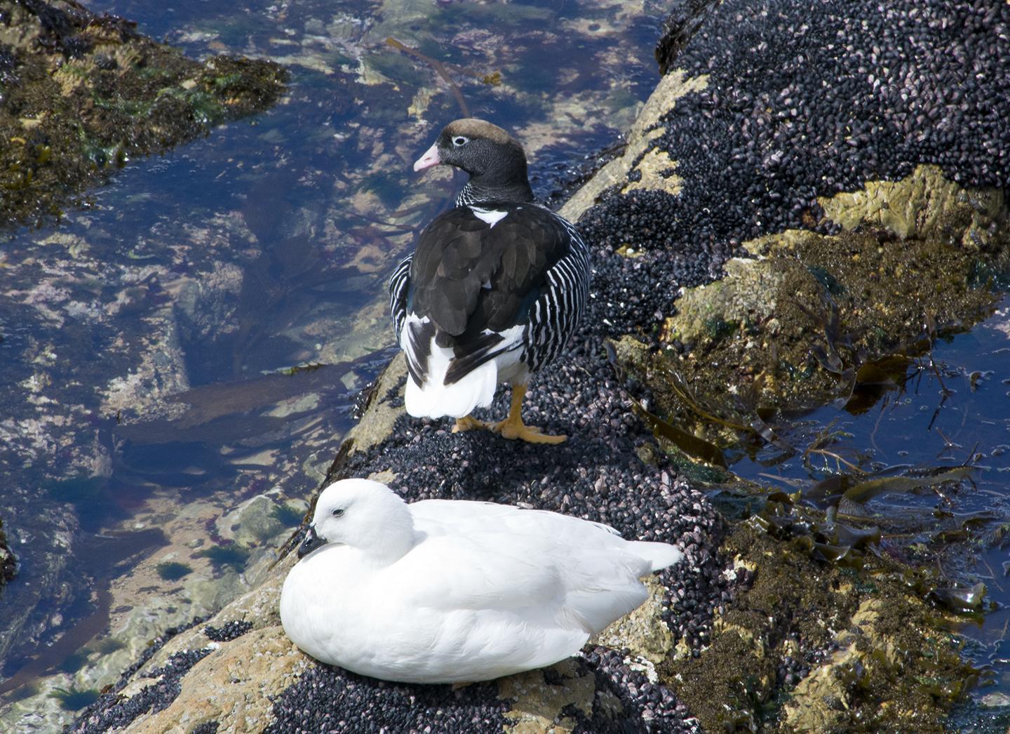 Kelp Goose Photo by Jessi Oberbeck