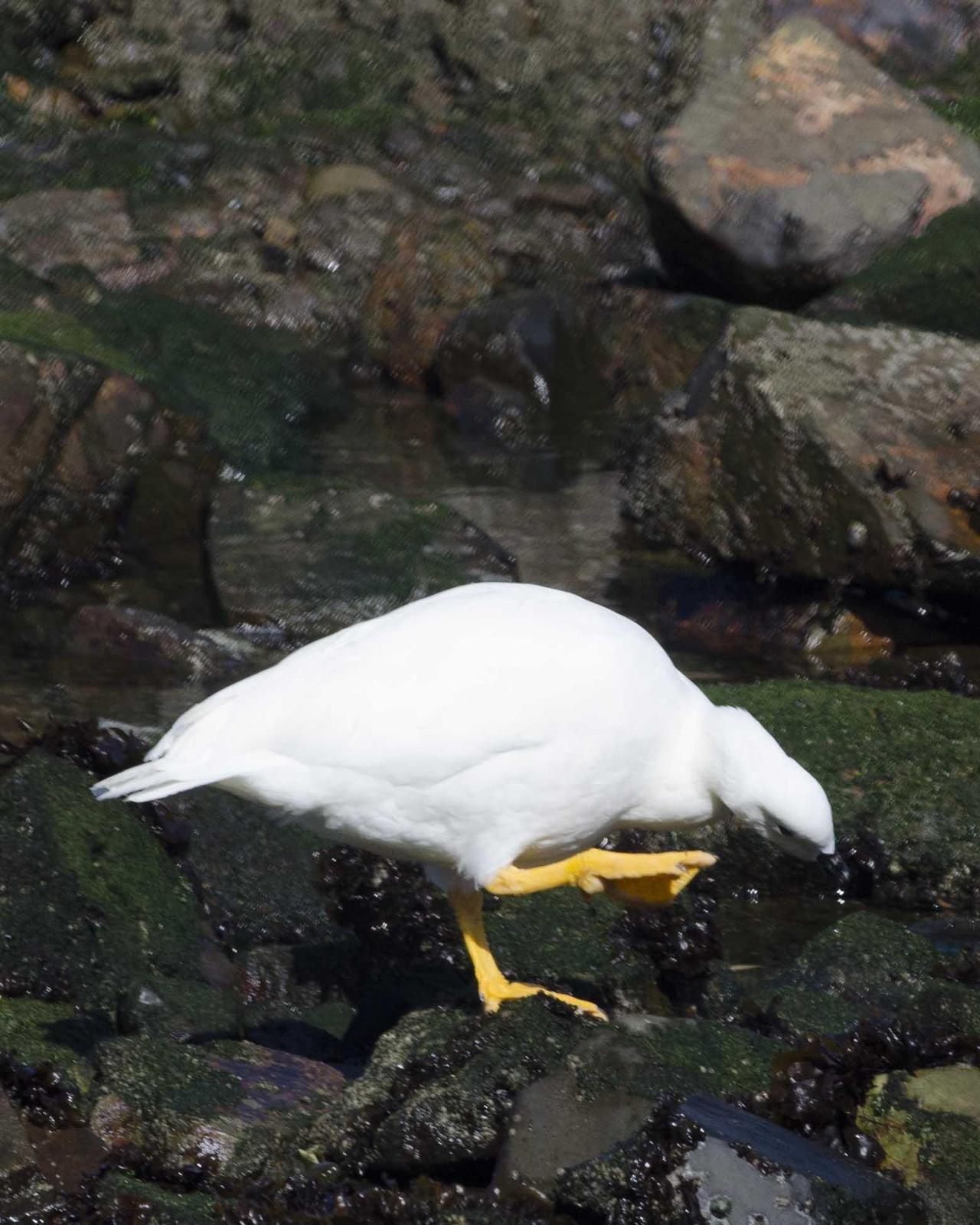 Kelp Goose Photo by Bob Hasenick