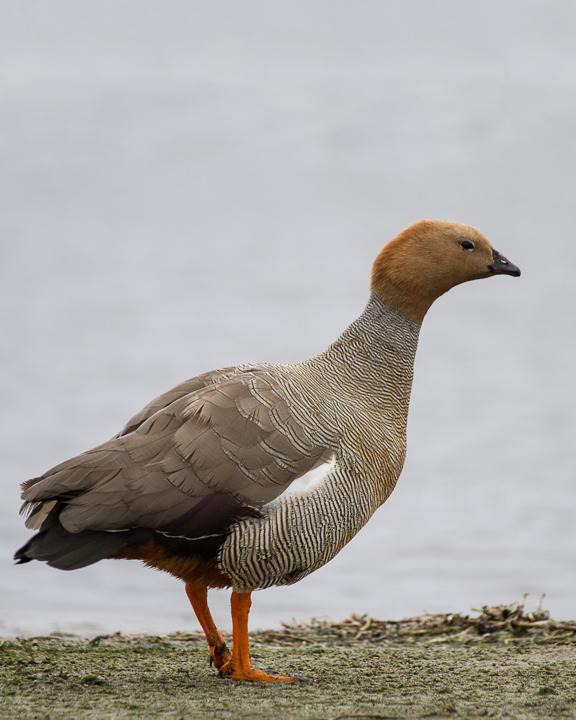 Ruddy-headed Goose Photo by Robert Lewis