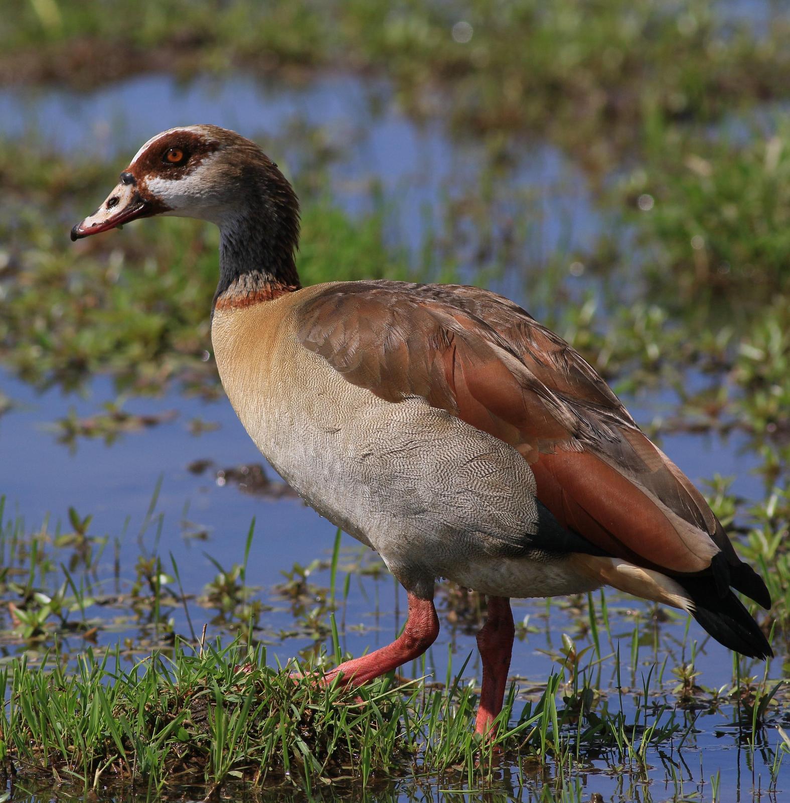 Egyptian Goose Photo by Pat Schleiffer