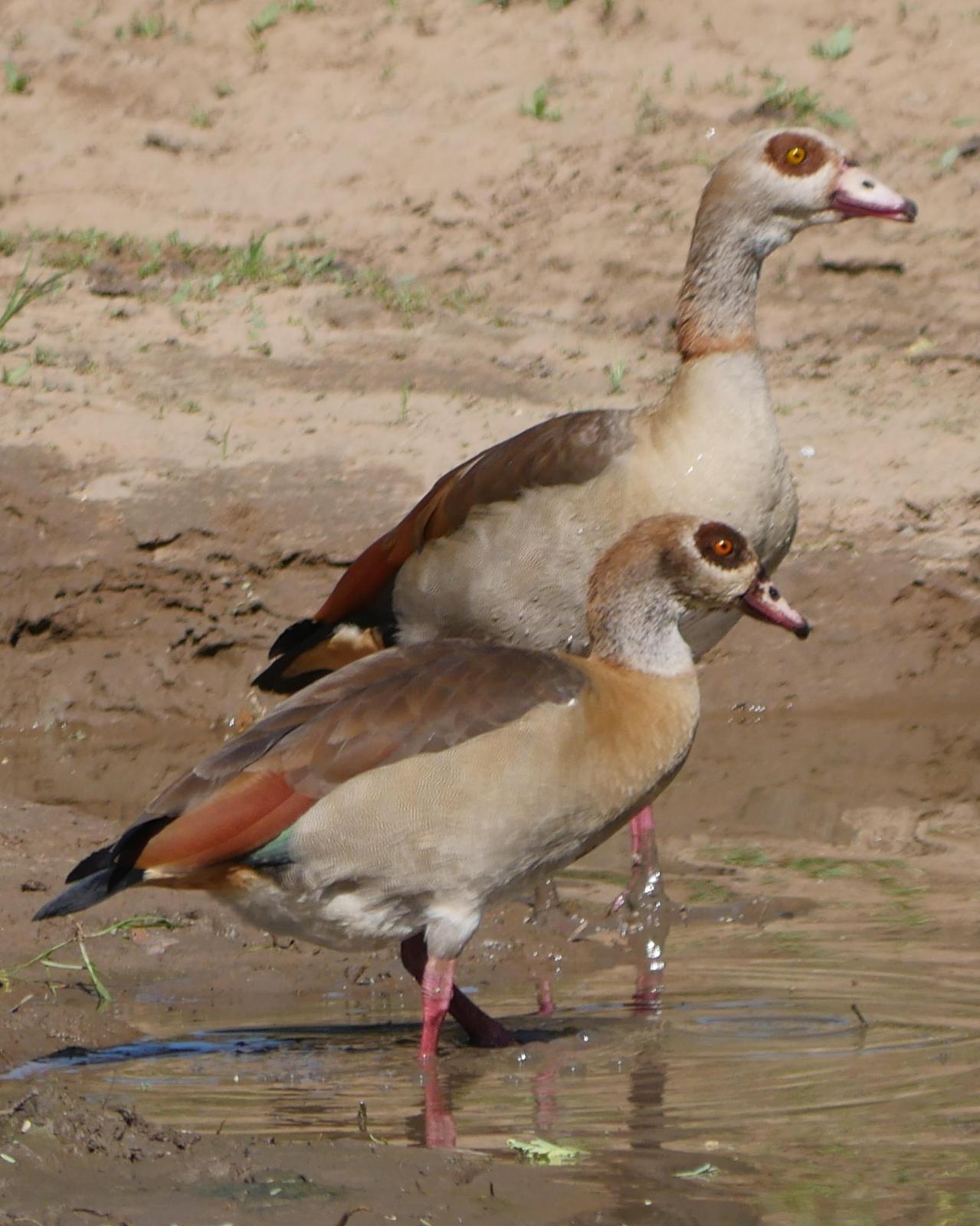 Egyptian Goose Photo by Peter Lowe