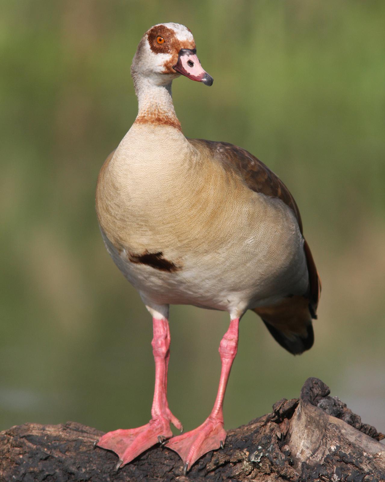 Egyptian Goose Photo by Henk Baptist
