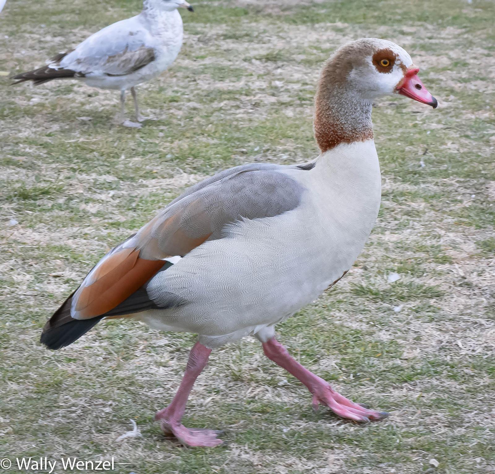 Egyptian Goose Photo by Wally Wenzel