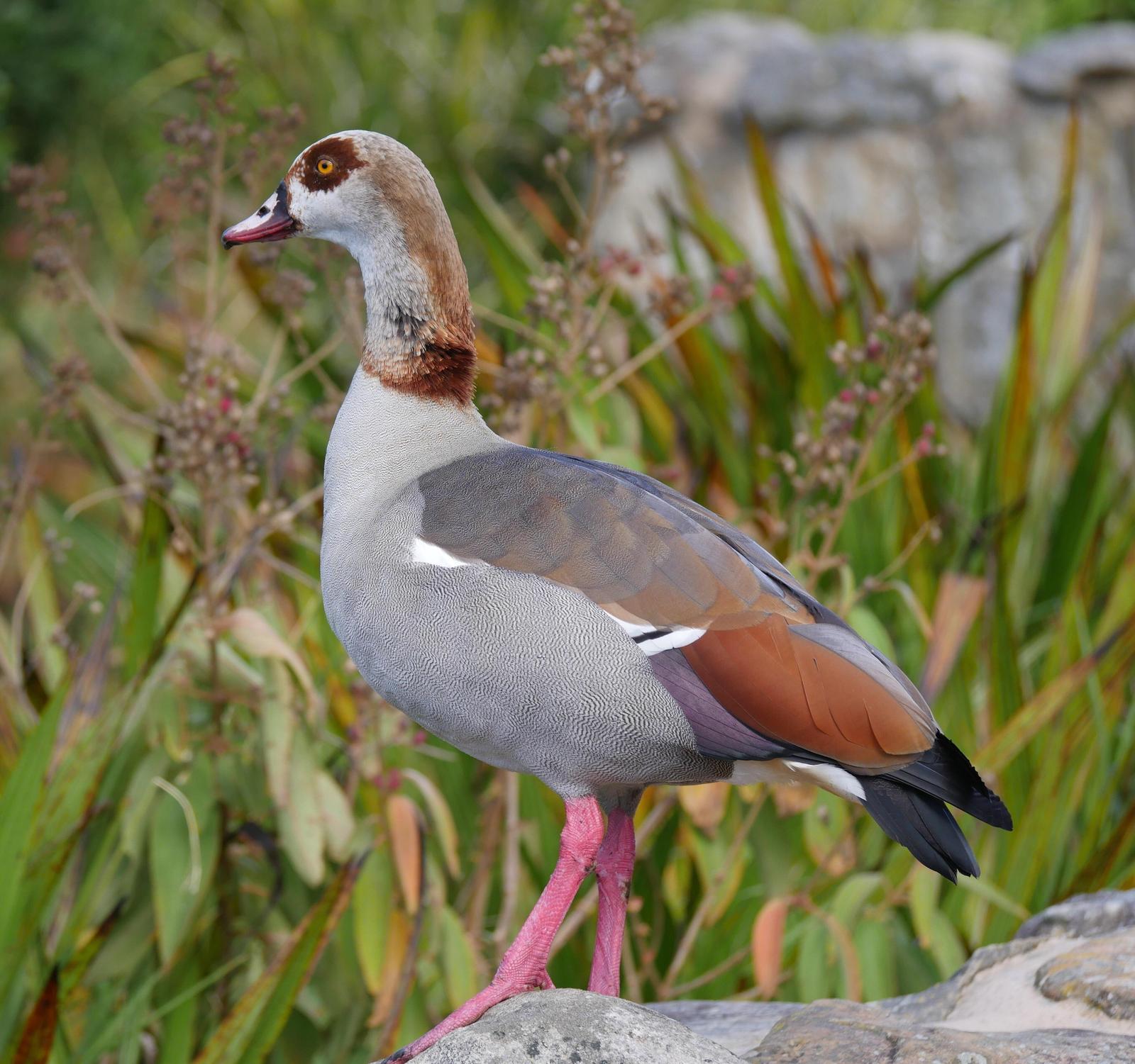 Egyptian Goose Photo by Peter Lowe