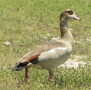 Egyptian Goose Photo by Tom Gannon