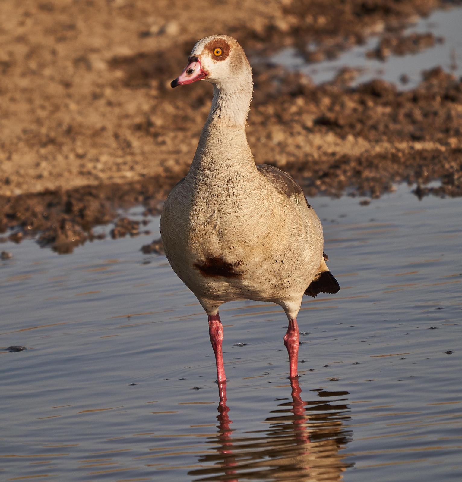 Egyptian Goose Photo by Steven Cheong