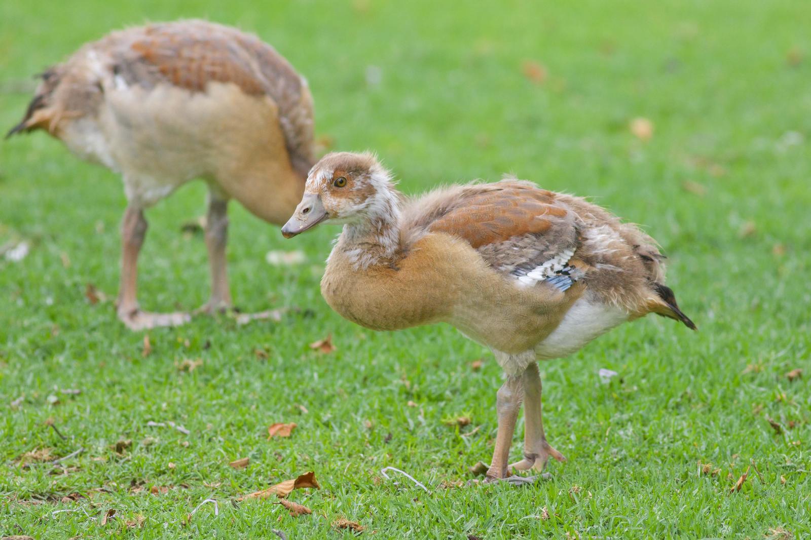 Egyptian Goose Photo by Tom Ford-Hutchinson