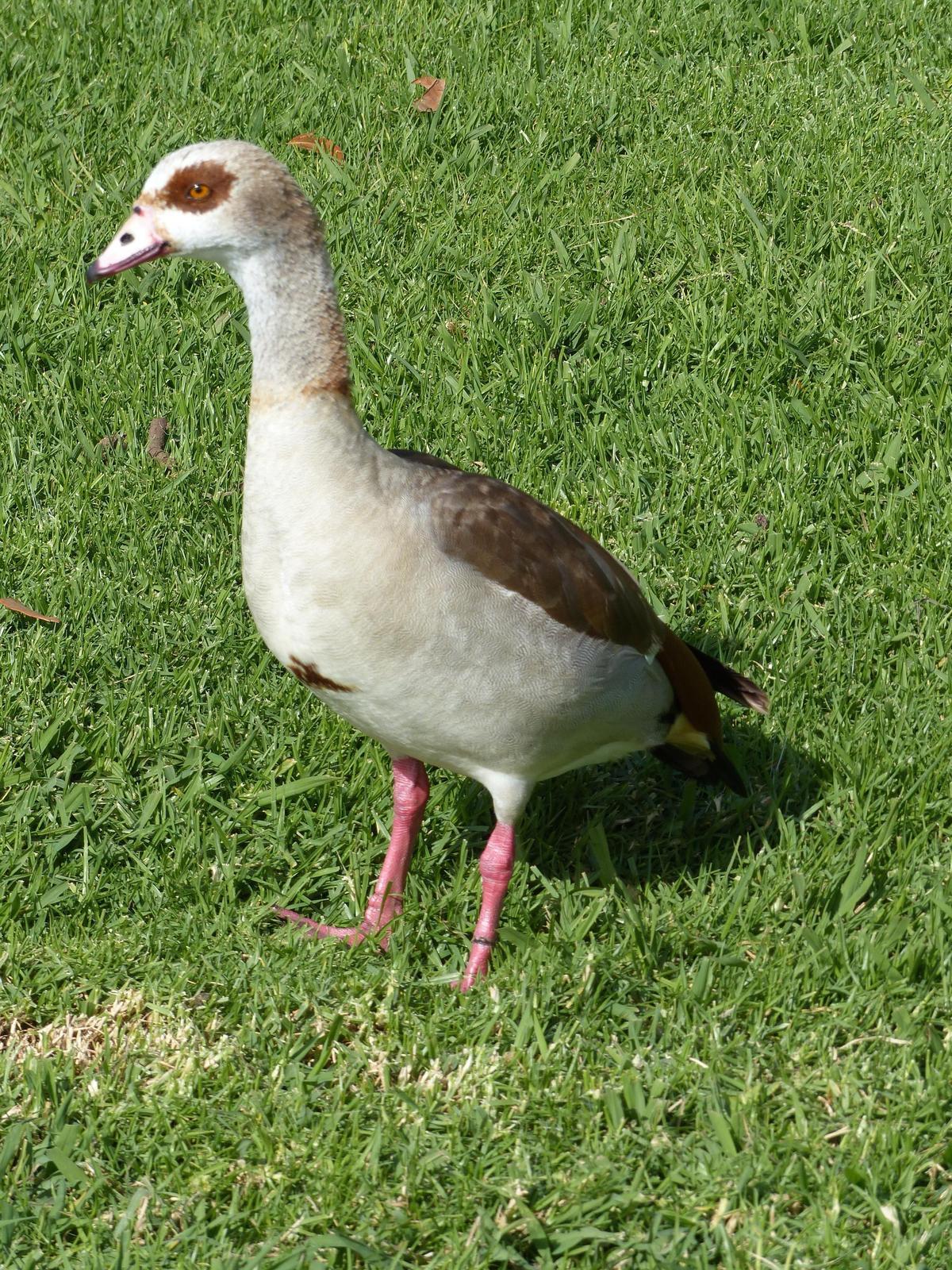 Egyptian Goose Photo by David Bell