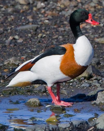 Common Shelduck Photo by Mike Barth