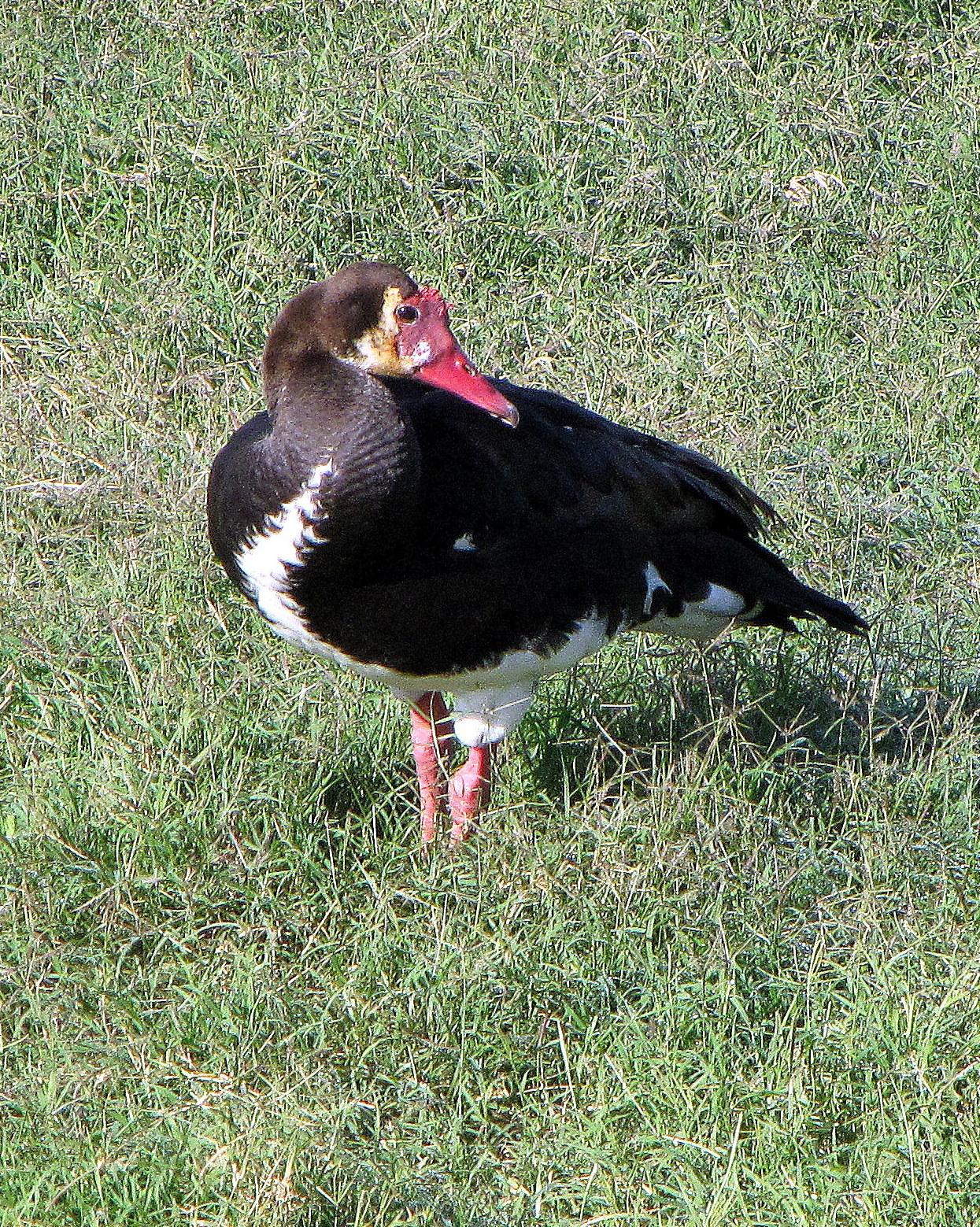 Spur-winged Goose Photo by Richard  Lowe