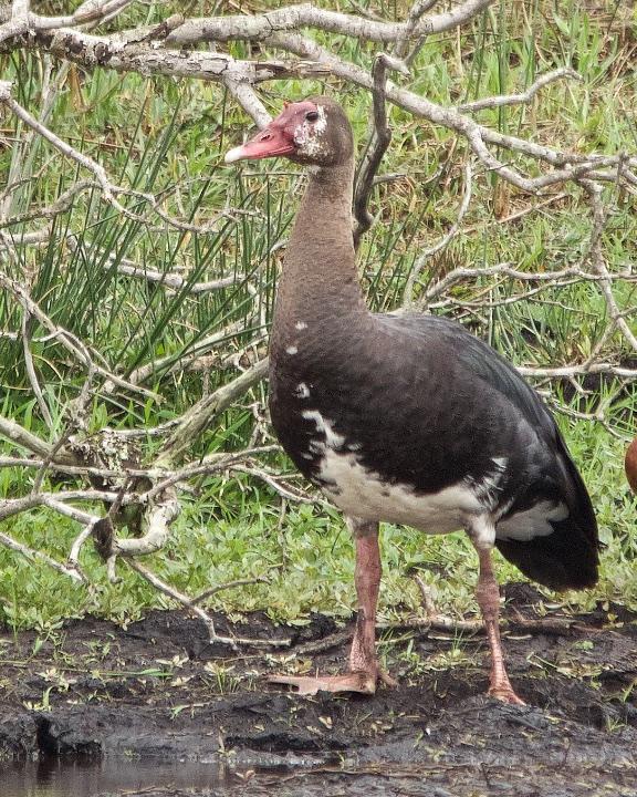 Spur-winged Goose Photo by Denis Rivard