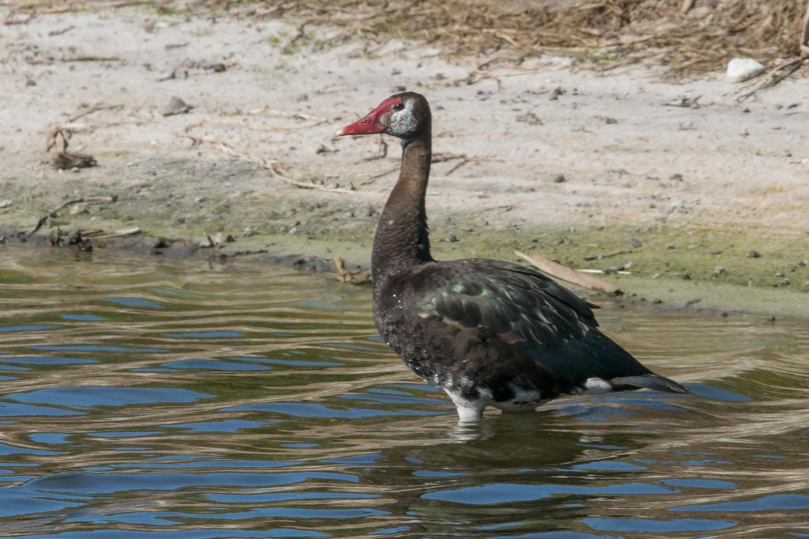 Spur-winged Goose Photo by Gerald Hoekstra
