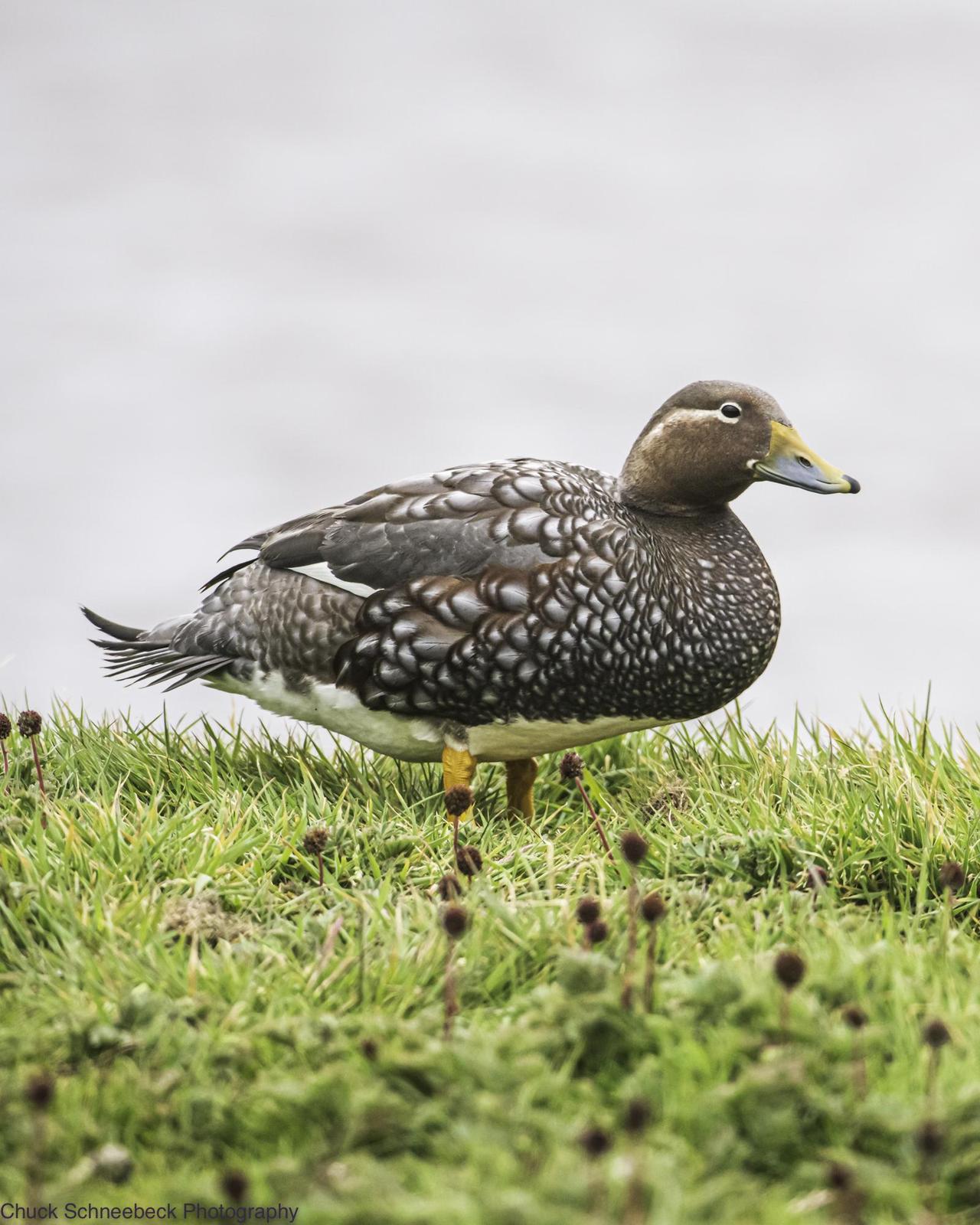 Flying Steamer-Duck Photo by Chuck  Schneebeck