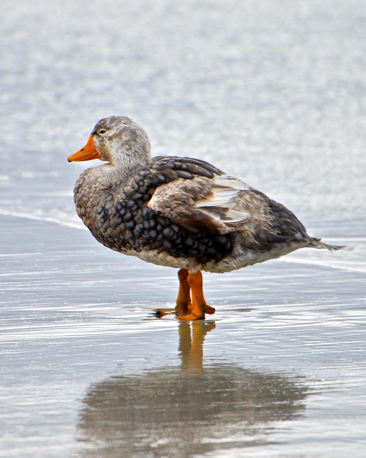 Falkland Steamer-Duck Photo by Gerald Friesen
