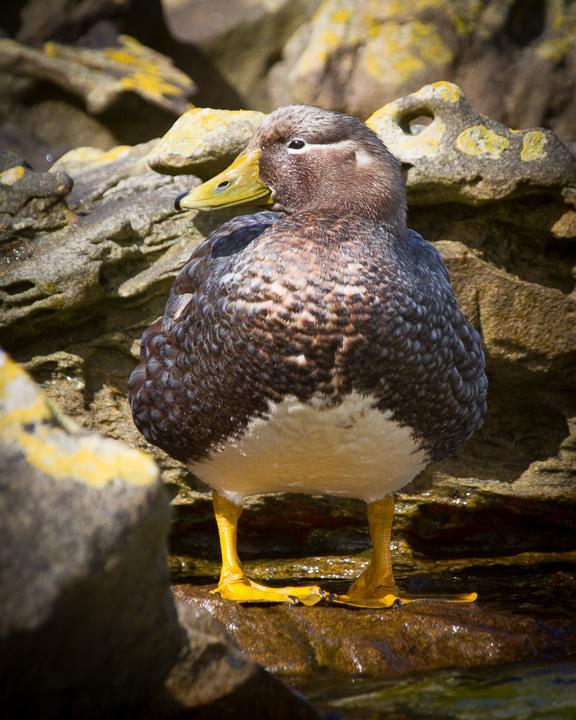 Falkland Steamer-Duck Photo by Robert Lewis