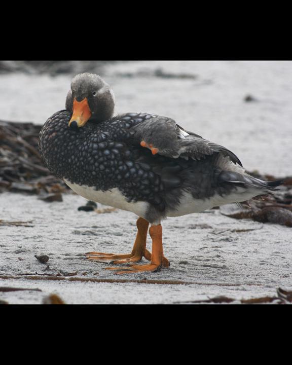 Falkland Steamer-Duck Photo by Rachel Eberhard