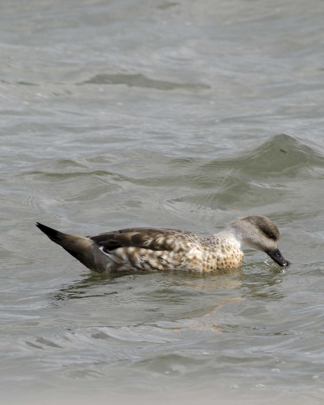 Crested Duck Photo by Bob Hasenick