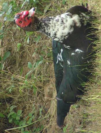 Muscovy Duck Photo by Tom Gannon