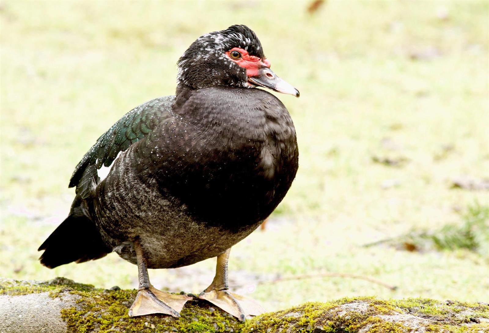 Muscovy Duck (Domestic type) Photo by Kathryn Keith
