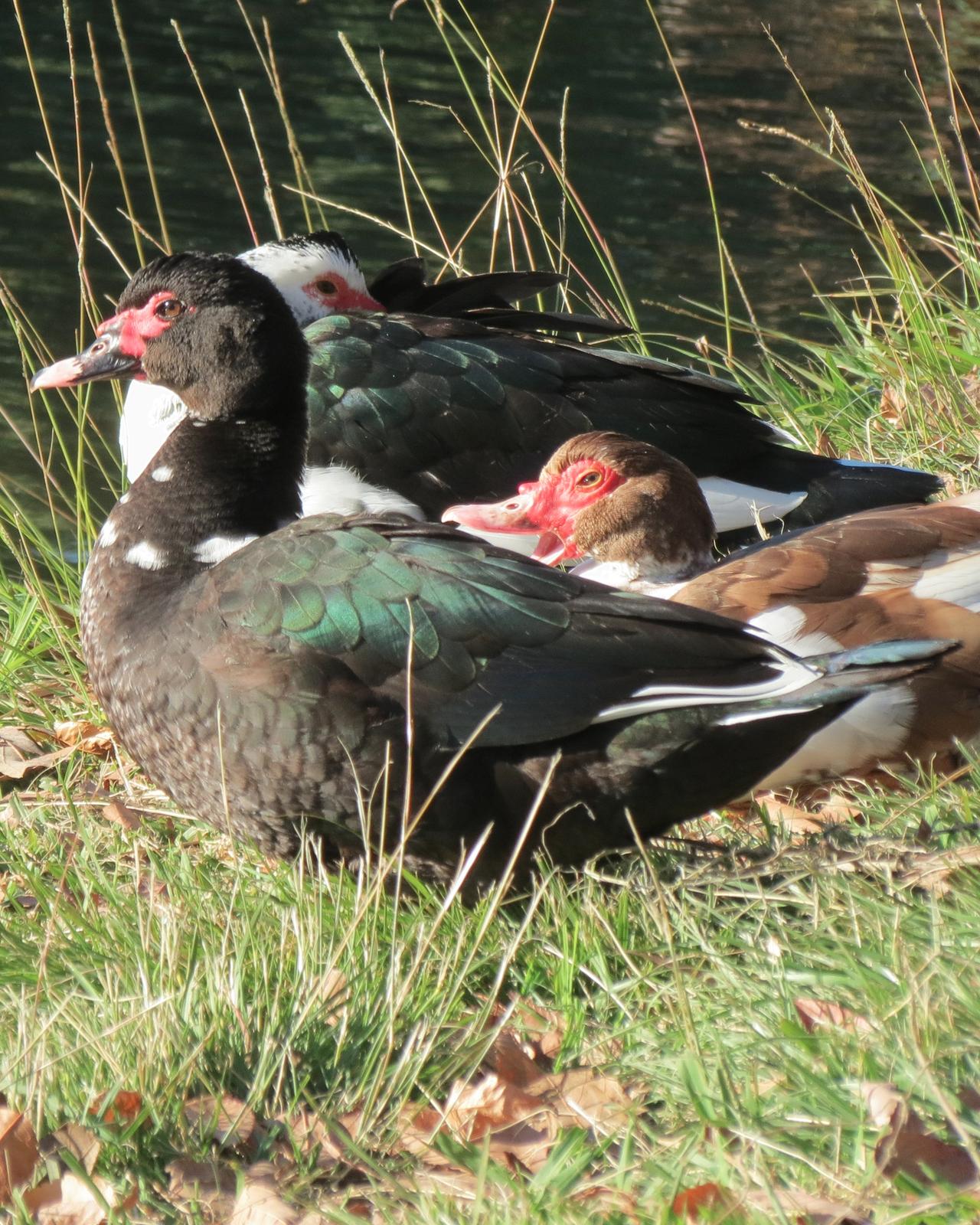 Muscovy Duck (Domestic type) Photo by David Bell