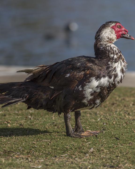 Muscovy Duck (Domestic type) Photo by Anthony Gliozzo