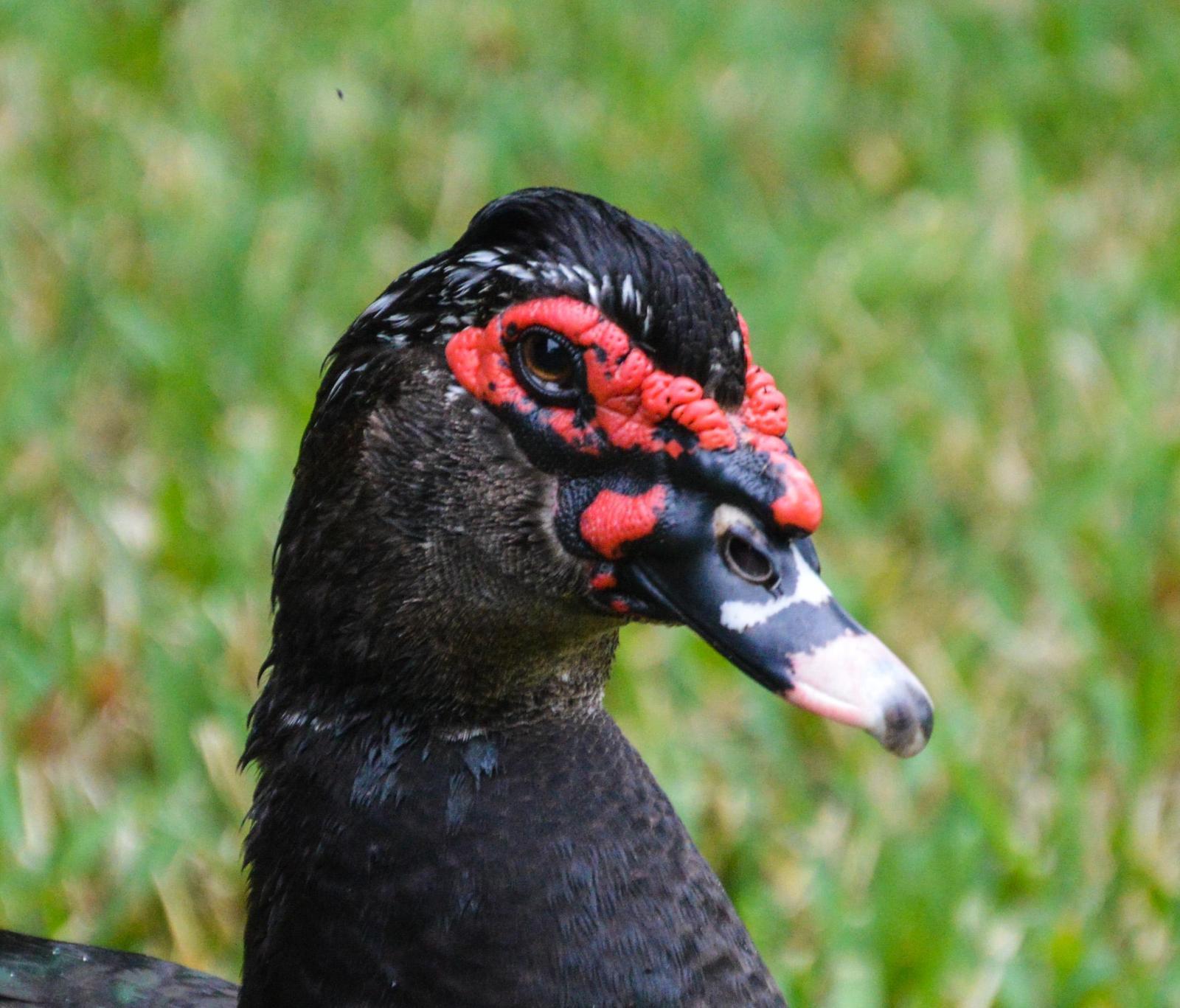 Muscovy Duck (Domestic type) Photo by Mike Ballentine