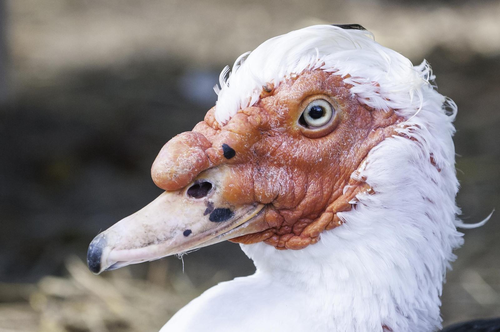Muscovy Duck (Domestic type) Photo by Mason Rose