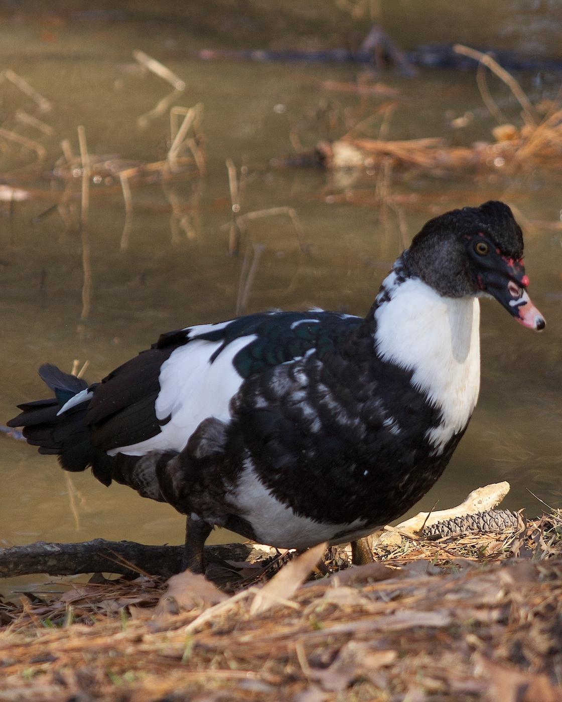 Muscovy Duck (Domestic type) Photo by Gerald Hoekstra