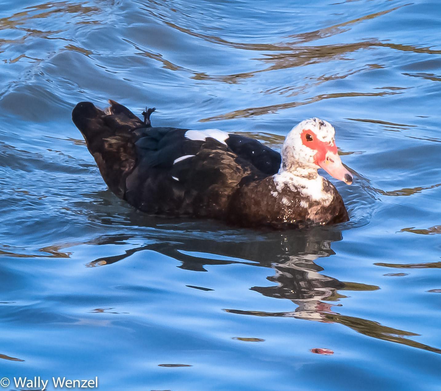 Muscovy Duck (Domestic type) Photo by Wally Wenzel