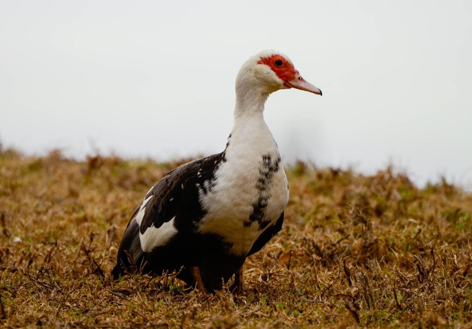 Muscovy Duck (Domestic type) Photo by Scott Yerges