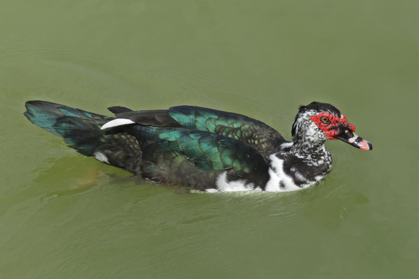 Muscovy Duck (Domestic type) Photo by Bob Neugebauer