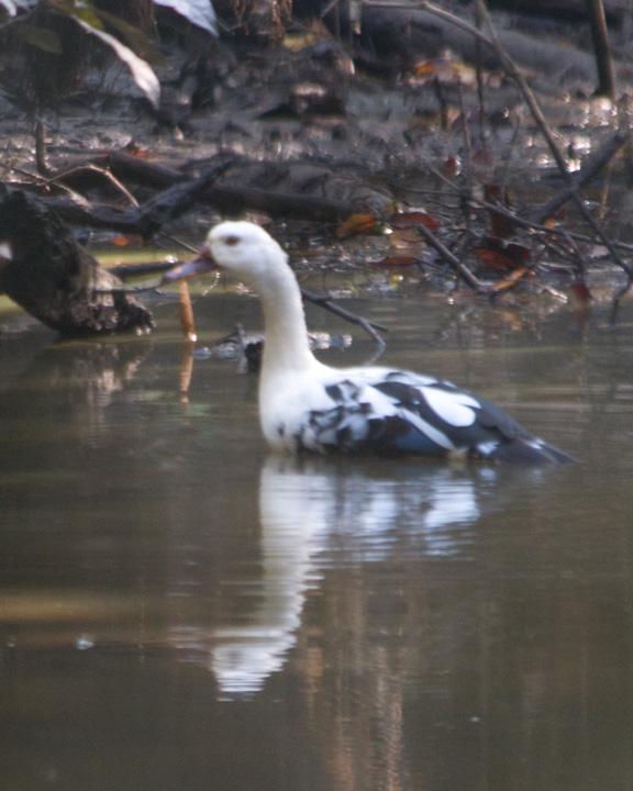 White-winged Duck Photo by David Bishop