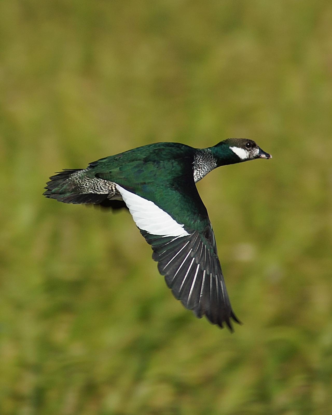 Green Pygmy-Goose Photo by Steve Percival