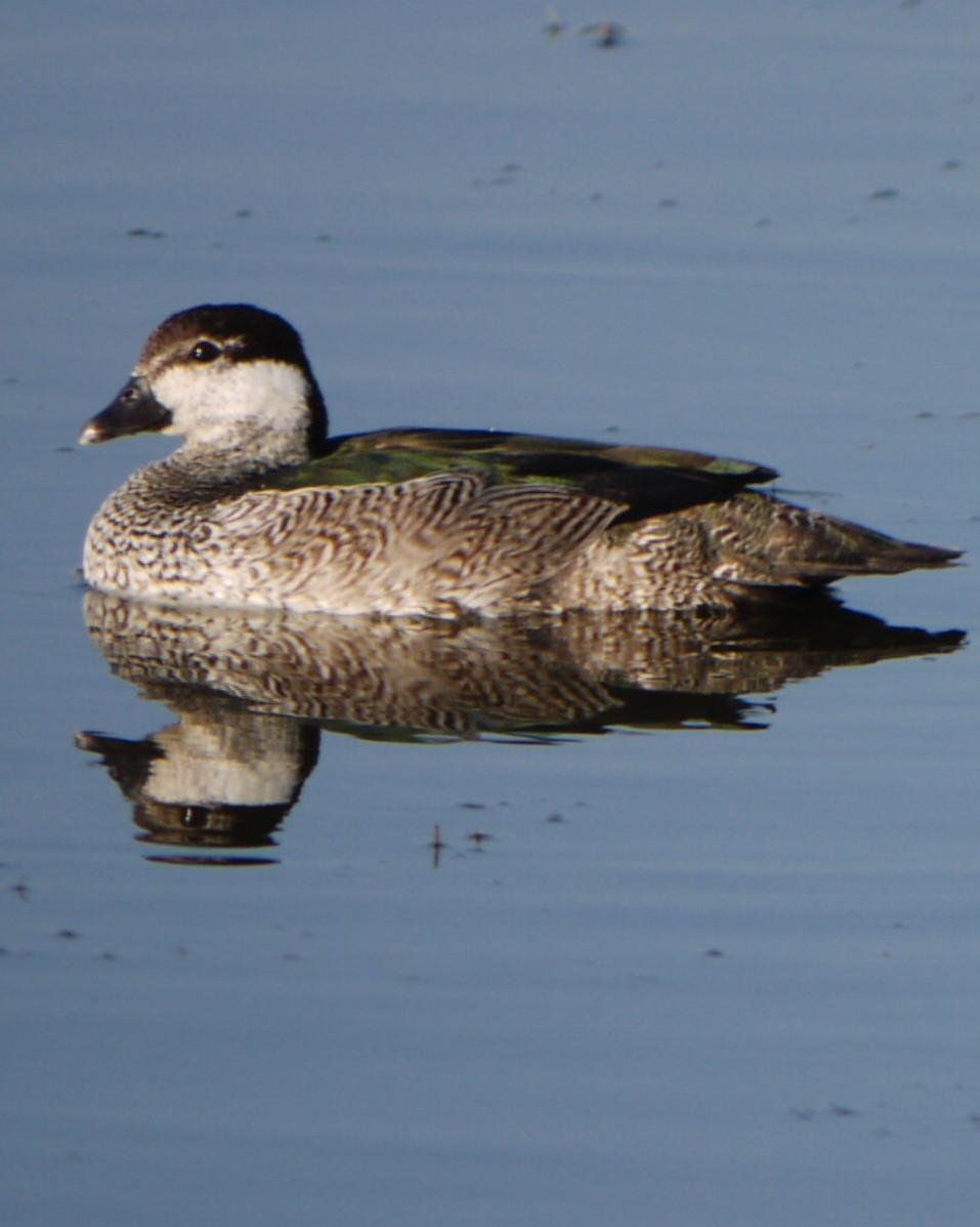 Green Pygmy-Goose Photo by Peter Lowe