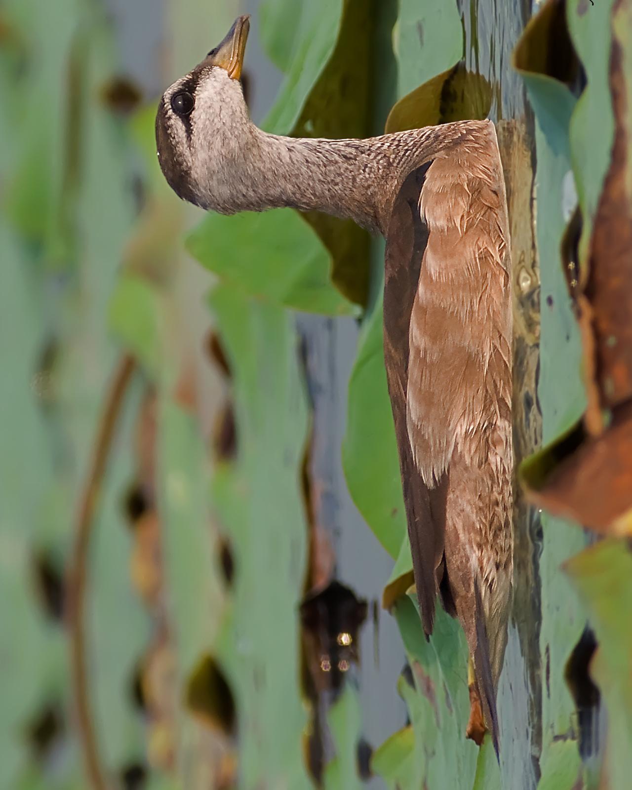 Cotton Pygmy-Goose Photo by Alex Vargas