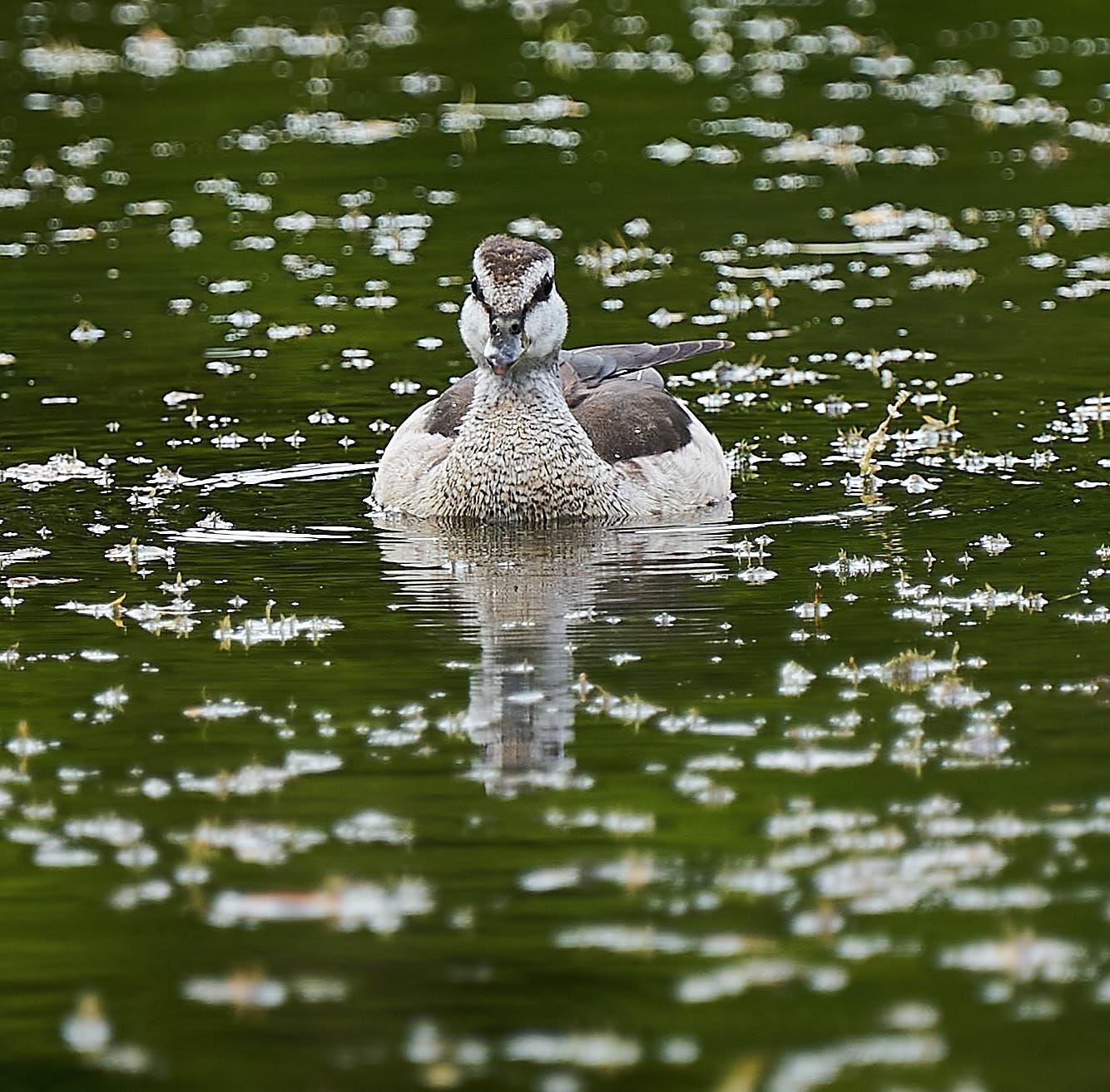 Cotton Pygmy-Goose Photo by Steven Cheong
