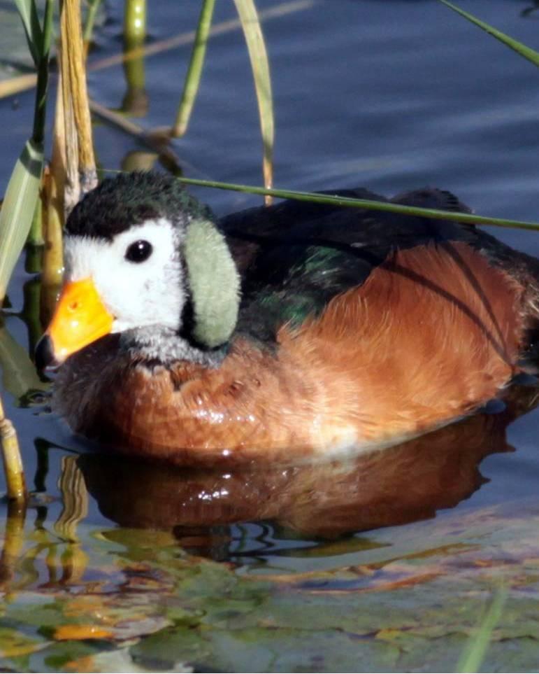 African Pygmy-Goose Photo by Frank Gilliland