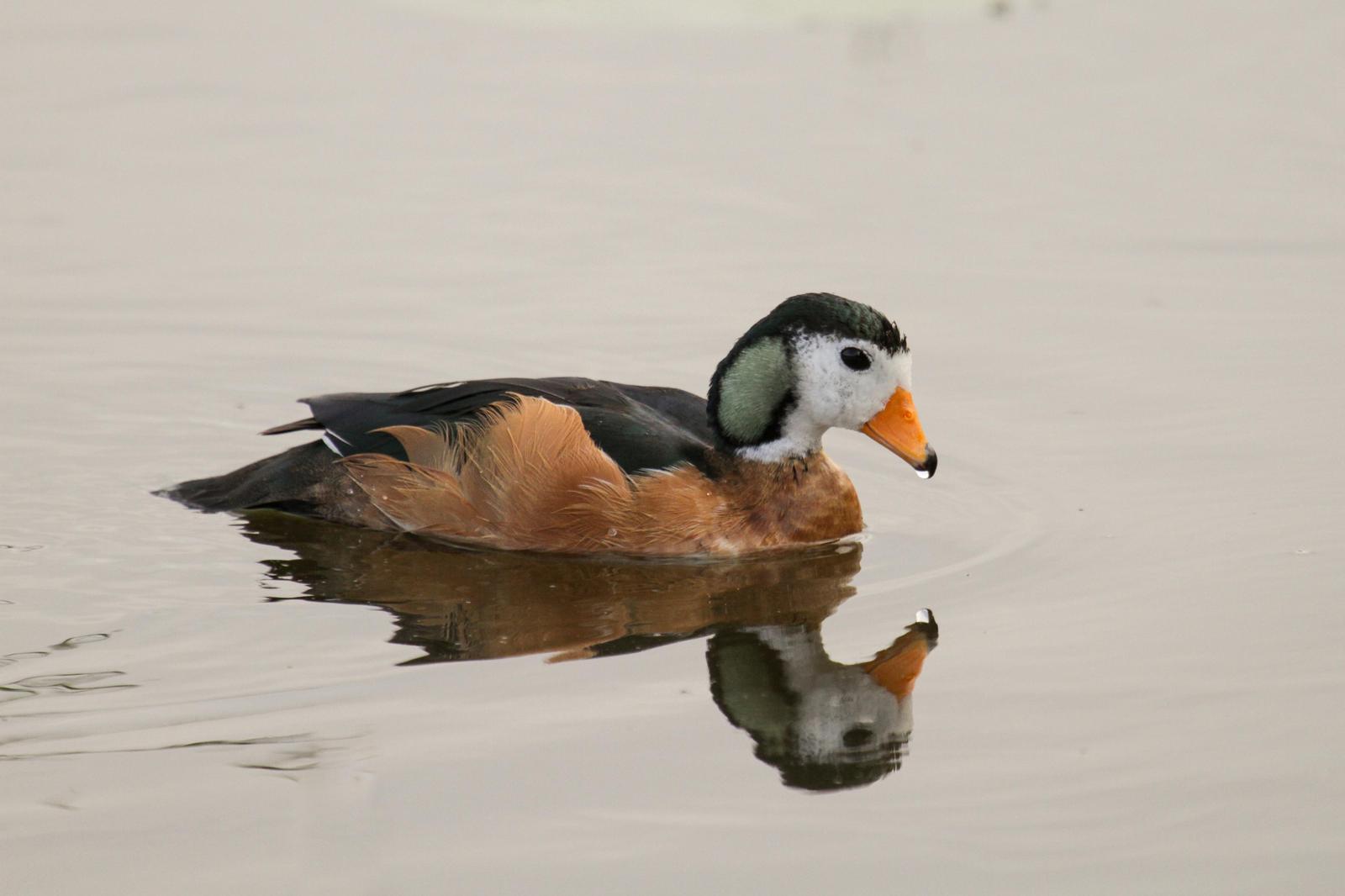 African Pygmy-Goose Photo by Tommy Pedersen
