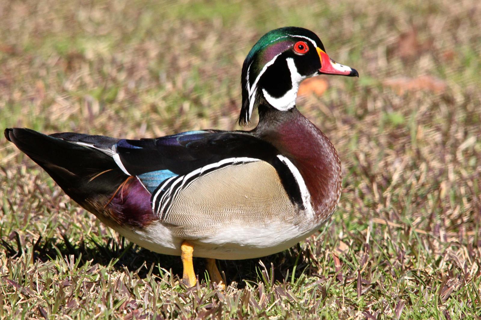 Wood Duck Photo by Tom Ford-Hutchinson